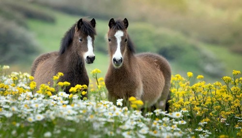 KI generated, animal, animals, mammal, mammals, biotope, habitat, two, flower meadow, foraging,