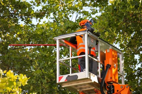 Workers on the work platform pruning or maintaining trees