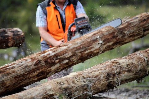 Logging work in the local forest, here in Upper Bavaria