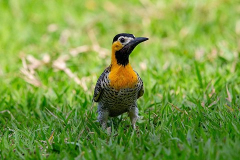 Pileated campo flicker (Colaptes campestris) Pantanal Brazil