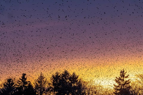 Natural spectacle in the Swabian Alb. Flocks of bramblings (Fringilla montifringilla) spend the