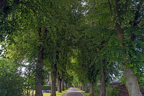 Avenue of large-leaved lindens (Tilia platyphyllos) on a village street, Rehna,