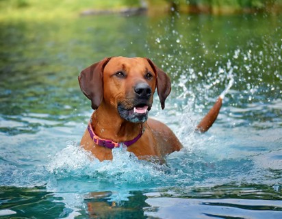 Dog, young dog, Rhodesian Ridgeback, recognised dog breed from South Africa (picture AI generated),