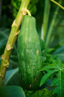 Papaya (Carica papaya) fruit hanging on a tree in a greenhouse, Germany, Europe