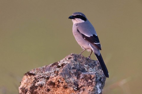 Iberian Grey Shrike (Lanius meridionalis), Southern Grey Shrike, Fuerteventura, Extremadura, Spain,