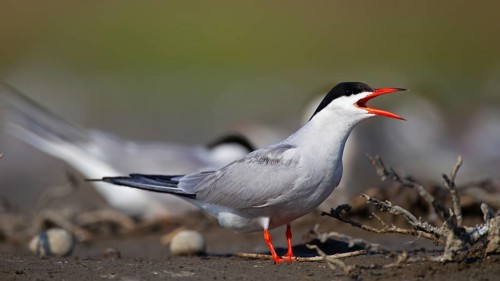 Common Tern (Sterna hirundo), calling in breeding colony, Danube Delta Biosphere Reserve, Romania,