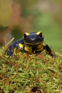 Fire salamander (Salamandra salamandra), running over moss, looking into the camera, animal