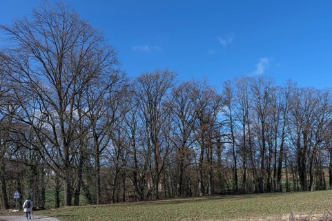 Bare oak trees (Quercus) behind St Egidien Church Eckental, Middle Franconia, Bavaria, Germany,
