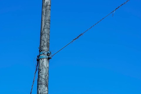 Vines growing up side of concrete telephone pole surrounded by dry leafless branches in South Korea