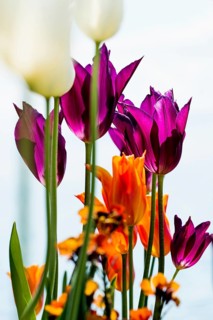 Blooming tulips, lakeside promenade, Ueberlingen, Lake Constance, Baden-Wuerttemberg, Germany,