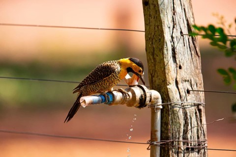 Pileated campo flicker (Colaptes campestris) Pantanal Brazil