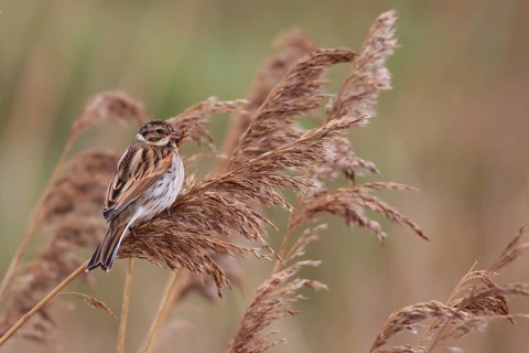 Reed bunting (Emberiza schoeniclus) adult female bird feeding on a Common reed seed head in a
