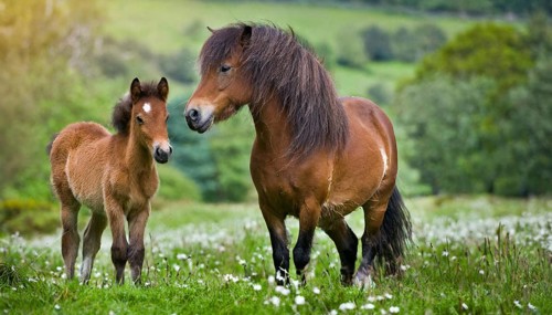 KI generated, animal, animals, mammal, mammals, biotope, habitat, two, mare and foal, foraging,