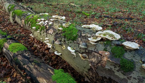 Hairy bracket (Trametes hirsuta), fruiting body on dead wood, trunk of a copper beech (Fagus