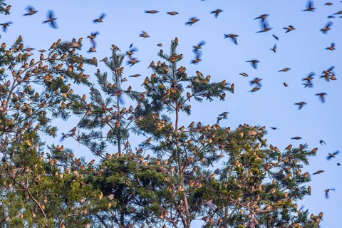 Natural spectacle in the Swabian Alb. Flocks of bramblings (Fringilla montifringilla) spend the