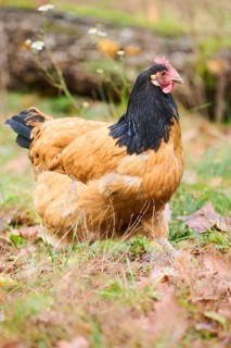 Chicken (Gallus gallus domesticus), 'Vorwerk', on a meadow, Bavaria, Germany, Europe