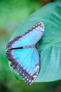 Peleides blue morpho butterfly (Morpho peleides) sitting on a leaf, Germany, Europe
