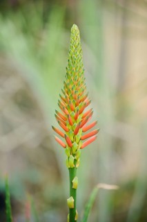 Candelabra aloe (Aloe arborescens) flower growing in a greenhouse, Germany, Europe