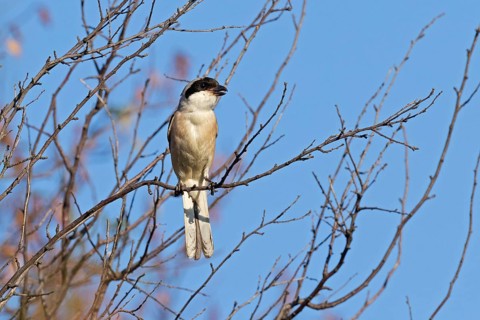 Lesser grey shrike (Lanius minor), Dobruja, Bulgaria, Europe