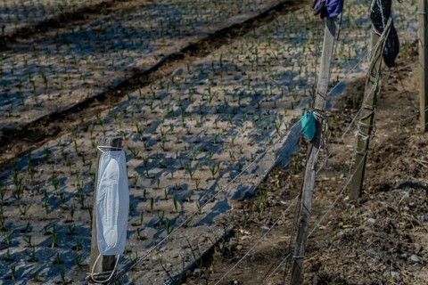 White surgical mask hanging on wooden fence pole beside crop of spring onions blurred in the