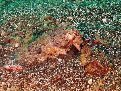 Well camouflaged common cuttlefish, common cuttlefish (Sepia officinalis) juvenile, dive site Los