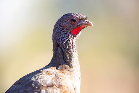 Chaco chachalaca (Ortalis canicollis) Pantanal Brazil