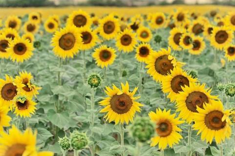 Sunflower field, sunflowers (Helianthus annuus), landscape south of Montepulciano, Tuscany, Italy,