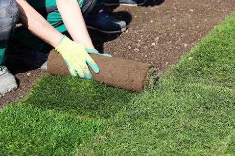 Gardener lays sod
