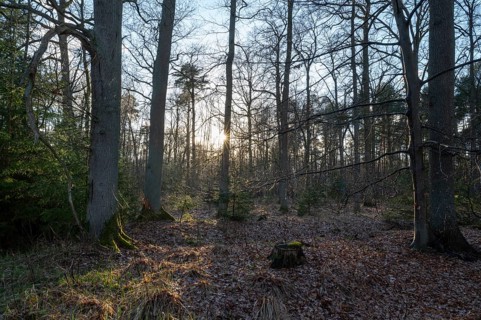 Mixed deciduous forest backlit with sun star, Barnbruch Forest nature reserve, Lower Saxony,