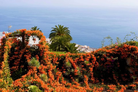 Flamevine or orange trumpet vine (Pyrostegia venusta) Feuer auf dem Dach, Feuerranke, La Palma,