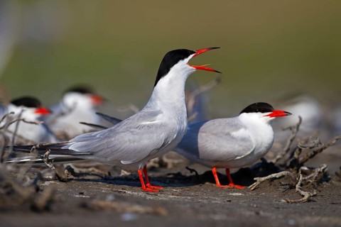 Common Tern (Sterna hirundo), calling in breeding colony, Danube Delta Biosphere Reserve, Romania,