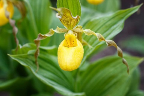 Beautiful orchids of different colors on green background in the garden. Lady's-slipper hybrids.
