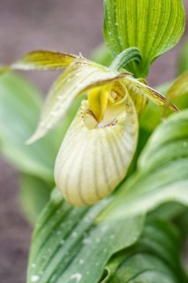 Beautiful orchids of different colors on green background in the garden. Lady's-slipper hybrids.