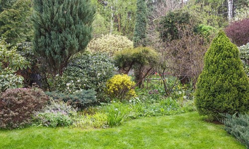 Coniferous trees in the garden: spruce, arborvitae, pine, fir, juniper. Beautiful landscape design
