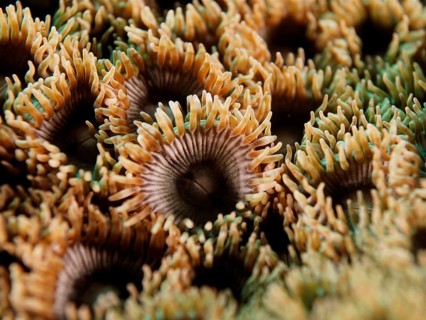 Carpet anemone (Palythoa), dive site El Cabron marine reserve, Arinaga, Gran Canaria, Spain,