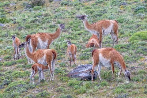Guanaco (Llama guanicoe), Huanaco, group with young animals, Torres del Paine National Park,