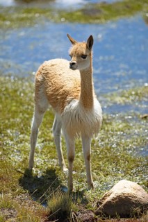 Vicuna or vicuna (Vicugna vicugna) at a waterhole in the Andean highlands, Andahuaylas, Apurimac.