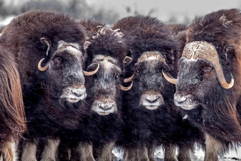 Musk oxen (Ovibos moschatus), herd in a snowstorm, standing, portrait, North Slope, Alaska, USA,