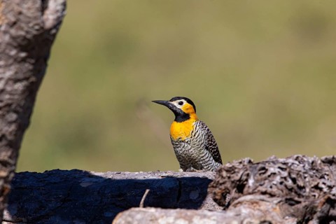 Pileated campo flicker (Colaptes campestris) Pantanal Brazil
