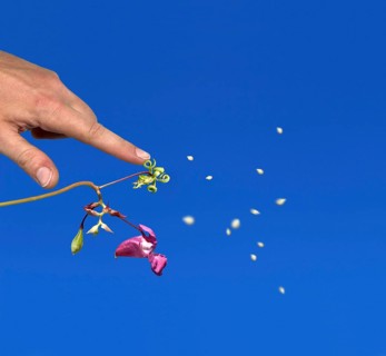 Himalayan balsam (Impatiens glandulifera) exploding, popping, spreading seed corns, seed dispersal