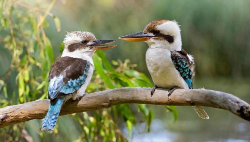 KI generated, animal, animals, bird, birds, biotope, habitat, perch, Laughing Hans, kookaburra,