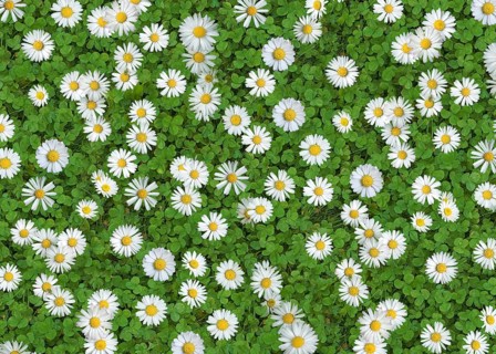 Daisies (Bellis Perennis) on green clover