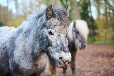 Portrait of a Shetland pony in winter, Bavaria, Germany, Europe