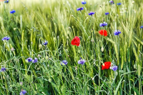 Red poppy flowers (Papaver rhoeas), green barleys (Hordeum vulgare), cornflowers (Centaurea