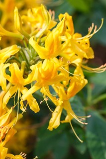 Rhododendron (azalea) flowers of various colors in the spring garden. Closeup. Blurred background