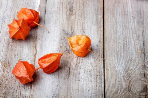 Red physalis on rustic wooden background with copy space