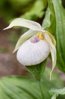 Beautiful orchids of different colors on green background in the garden. Lady's-slipper hybrids.