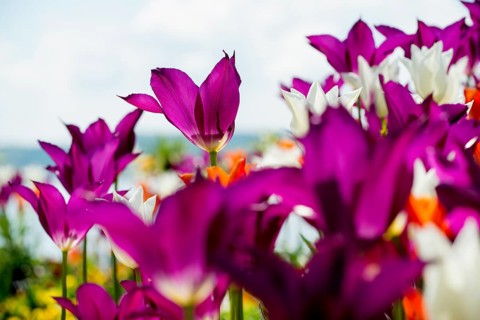 Blooming tulips, lakeside promenade, Ueberlingen, Lake Constance, Baden-Wuerttemberg, Germany,