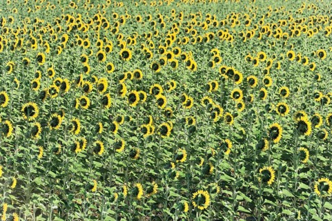 Sunflower field, sunflowers (Helianthus annuus), landscape south of Montepulciano, Tuscany, Italy,