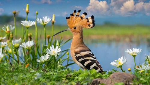 KI generated, animal, animals, bird, birds, biotope, habitat, a, individual, water, reeds, water